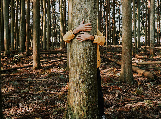 A tree in the forest being hugged from behind by a person.